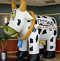 FOX50 Cash Cow