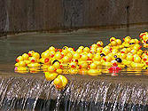 Ducks take a plunge