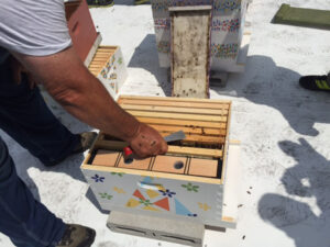 CBC bee hives