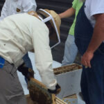 CBC bee hives