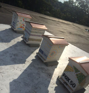 CBC Hives