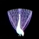 NBC peacock logo - opening