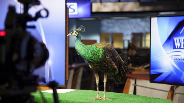 WRAL-TV peacock