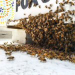 CBC bee swarm