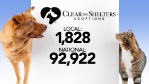 Clear the Shelters 2018